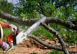 Best Arborist Consultation Services  in Deer Park, NY