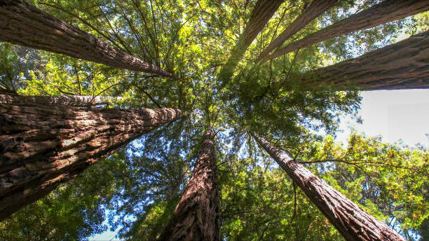 How Our Tree Care Process Works  in  Deer Park, NY