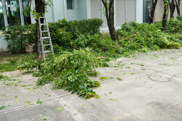 Best Tree Trimming and Pruning  in Deer Park, NY