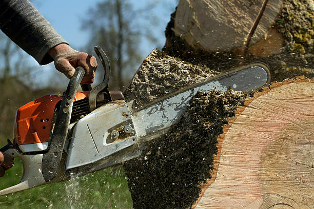 Best Tree Maintenance Programs  in Deer Park, NY